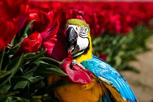 Papegaai tussen de tulpen (Blauwgele ara) von T de Smit