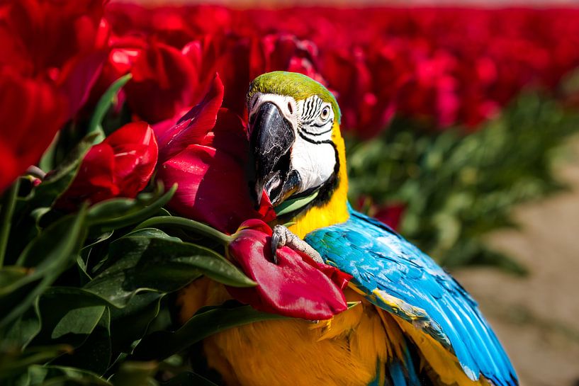 Papegaai tussen de tulpen (Blauwgele ara) van T de Smit
