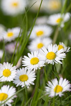 Fleurs du jardin sur Christina Bauer Photos