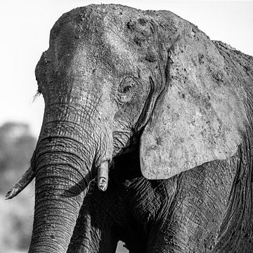 Olifant in Chobe NP van Henri Kok