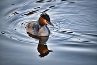 Grèbe sur l'eau