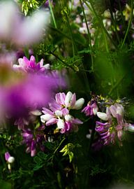 Wilderness of flowers | still life nature photography by Suzanne Rotteveel