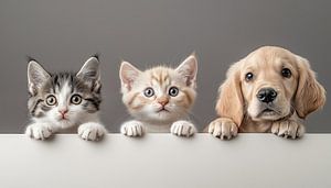 Voyeuristische Katzen und ein Hund