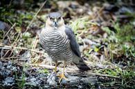 Sparrowhawk with catch by Jan van der Knaap thumbnail