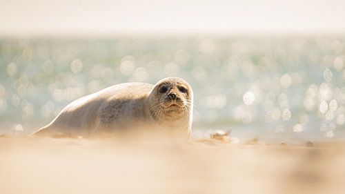 Zeehond op Helgoland