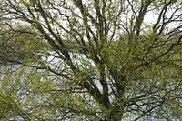 Emerging spring green
