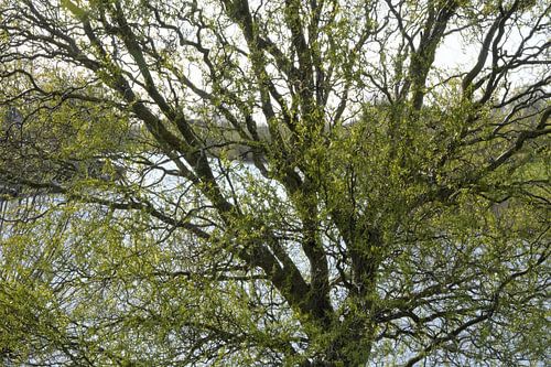 Aufkommendes Frühlingsgrün