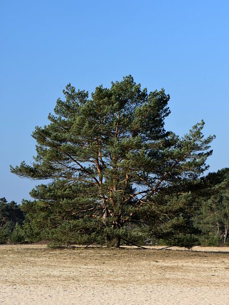Vrijstaande grove den op een zandverstuiving van Gerard de Zwaan