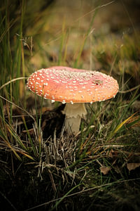 Sprookjesachtige Rode Paddenstoel op de Gorsselse Hei | Nederland | Natuurfotografie