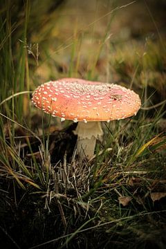 Rode paddenstoel in het gras | Nederland | Natuur- en Landschapsfotografie van Diana van Neck Photography