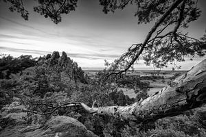 Landschaft im Harz mit altem Baum in schwarz-weiß