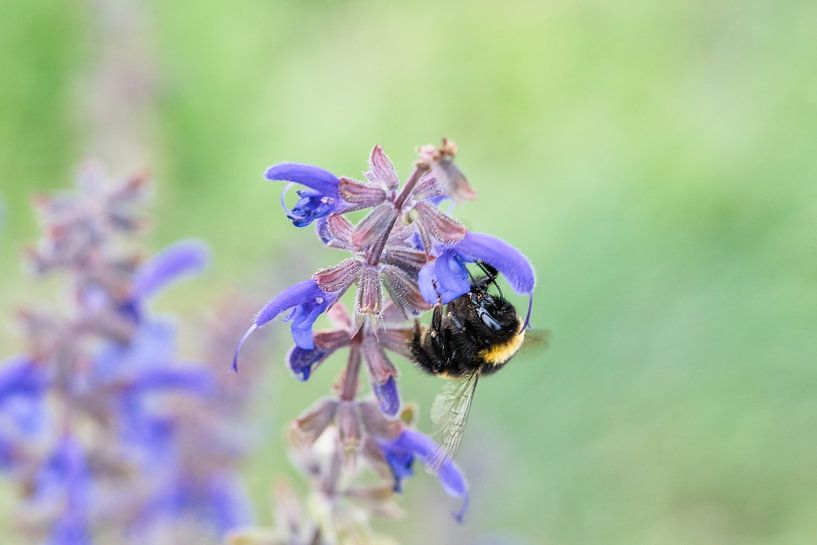 Hommel op een bloem die nectar verzamelt van Martin Köbsch