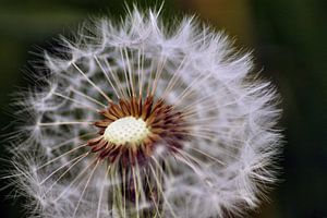 Dandelion (2 of 2) by Jeroen Gutte