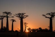 Baobab, Madagaskar van Renske Crutzen thumbnail