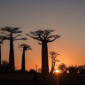 Baobab, Madagaskar van Renske Crutzen