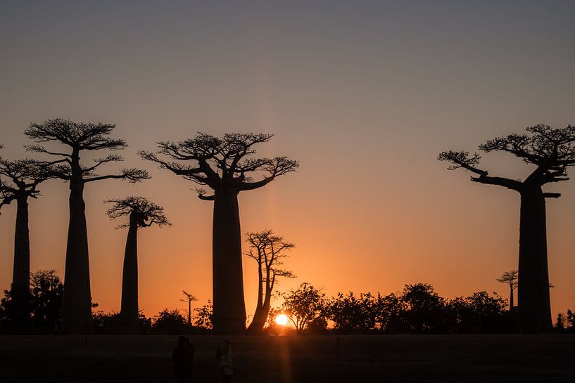 Baobab, Madagaskar van Renske Crutzen