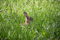 Rabbit in the high grass