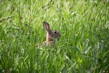 Kaninchen im hohen Gras von Quentin Rademaker