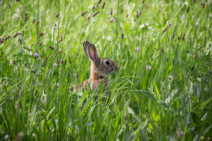Rabbit in the high grass by Quentin Rademaker