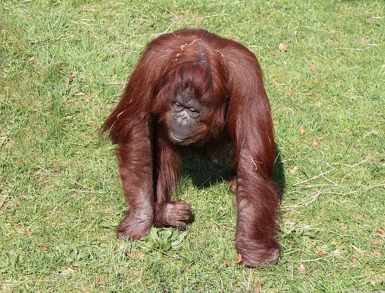 Orang-Utan . von Jose Lok