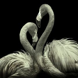 Flamingo Duo by Fons Bitter