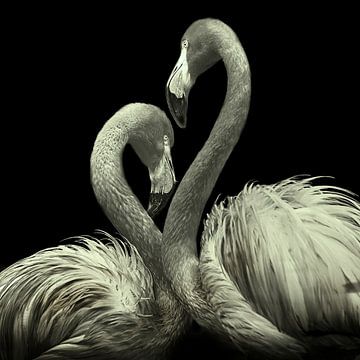Flamingo Duo van Fons Bitter