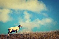 Het is een schaap.