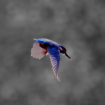 Eisvogel im Flug