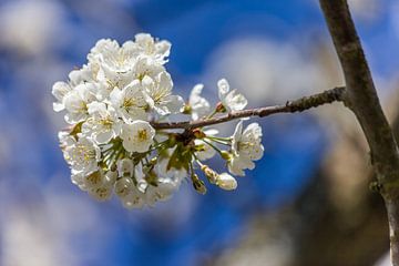 Kirschblüten vor Blau von Christian Müringer