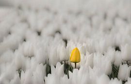 Perdu dans le blanc sur Ans Bastiaanssen