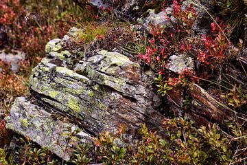 Alpen vegetatie Silvretta stuwmeer van Rob Boon