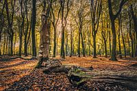 Speerwald