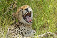 Cheetak yawning par Peter Zwitser Aperçu