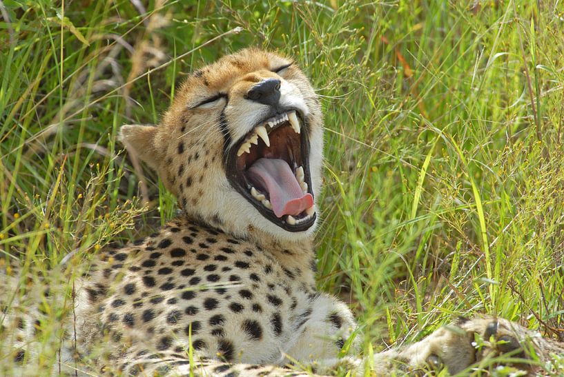 Cheetak yawning par Peter Zwitser