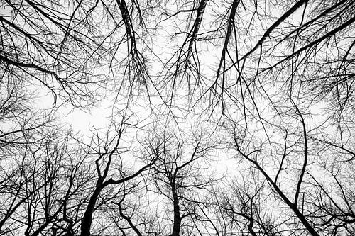 Kale bomen , plat op je rug