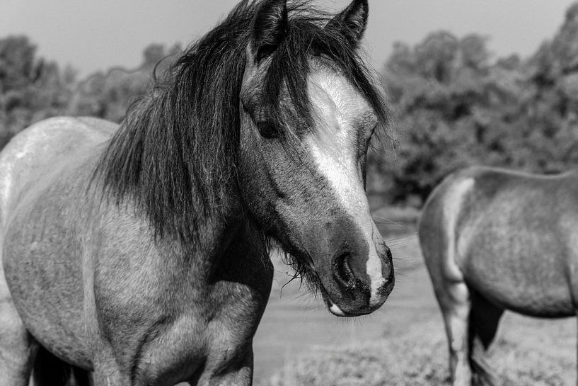 The horses on the ijsel by Soekardjo Photography