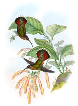Lancetvormig Hermit, John Gould van Hummingbirds