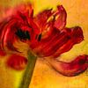 La tulipe rouge sur Monique van Velzen