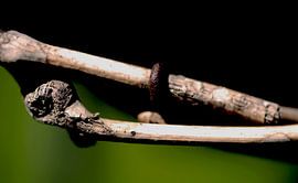 Houten tak met Roest