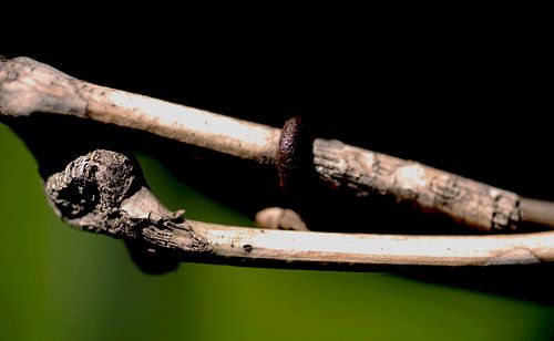 Branche en bois avec rouille