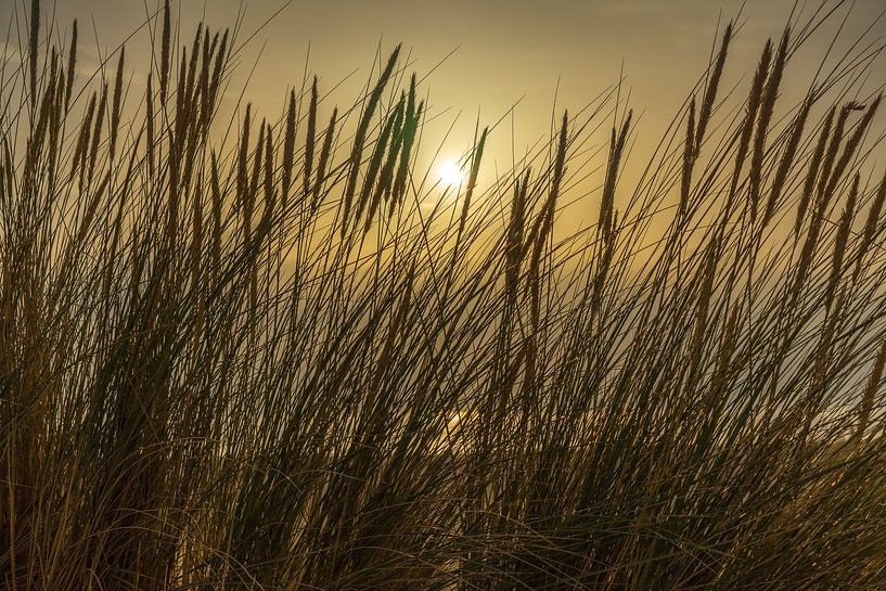 La lumière du soleil à travers l'herbe marram par Leo Luijten
