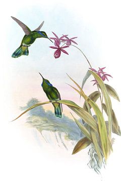Weinig violet-oor, John Gould van Hummingbirds