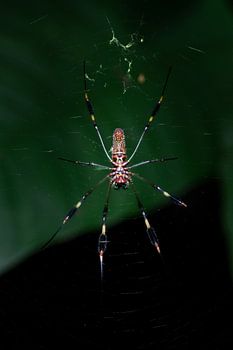 Goldene Radnetzspinne - Die Meisterweberin des Regenwaldes