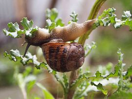 Even uitrusten (uit de serie Slakje op avontuur) van Jon Houkes