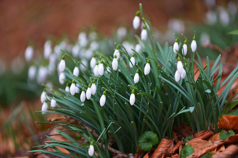 snowdrops by Georges Hoeberechts