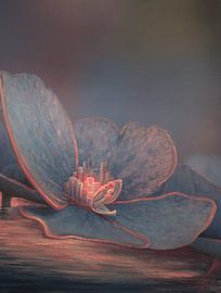 Hortensienblüte 2 von Edeltraut K. Schlichting