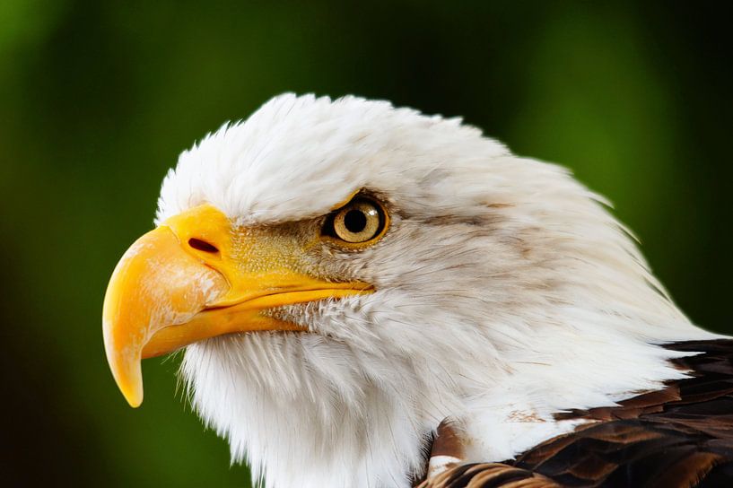 american eagle voor vertrek by benny schoolmeester