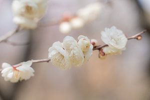 Gentle notes of Japanese blossom by LyanneArt