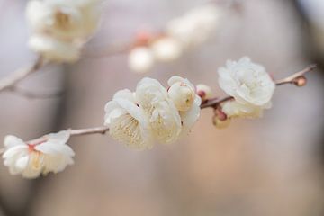 Notes douces de fleurs du Japon sur LyanneArt
