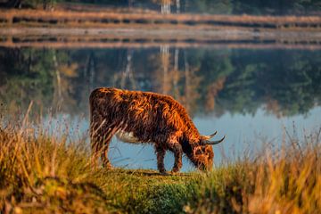 Scottish Highlander grazing through nature reserve by Bas Fransen